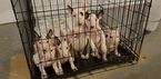 Small Photo #96 Bull Terrier Puppy For Sale in JACKSON, MI, USA
