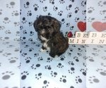 Small Photo #13 Maltese Puppy For Sale in LAPEER, MI, USA