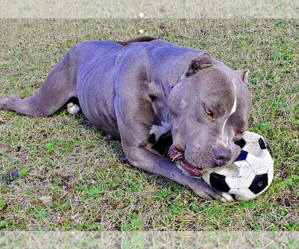 Medium Photo #3 American Staffordshire Terrier-Unknown Mix Puppy For Sale in Anniston, AL, USA