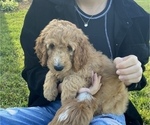 Small Photo #2 Irish Doodle Puppy For Sale in WHITNEY POINT, NY, USA