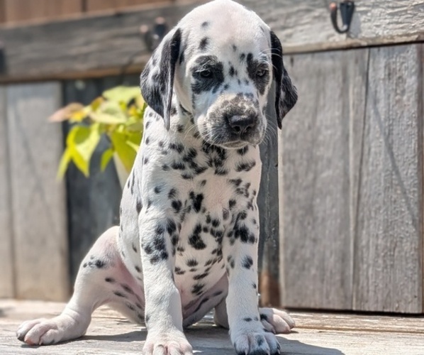 Medium Photo #91 Dalmatian Puppy For Sale in GOSHEN, IN, USA