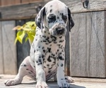 Small Photo #91 Dalmatian Puppy For Sale in GOSHEN, IN, USA