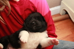 Small Photo #3 Akita Puppy For Sale in GATE, WA, USA