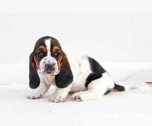 Basset Hound Puppy for Sale in WOMELSDORF, Pennsylvania USA
