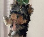 Small Photo #12 Yorkshire Terrier Puppy For Sale in RANCHO BERNARDO, CA, USA