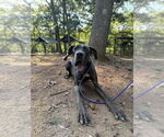Small #5 Great Dane
