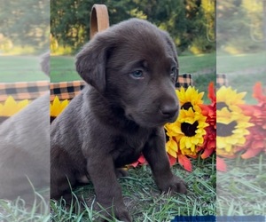 Labrador Retriever Puppy for sale in OSYKA, MS, USA