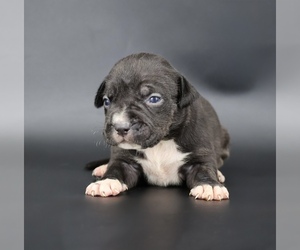 American Bully Puppy for sale in CHAMPAIGN, IL, USA