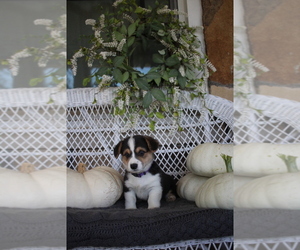 Pembroke Welsh Corgi Puppy for sale in FAIR GROVE, MO, USA