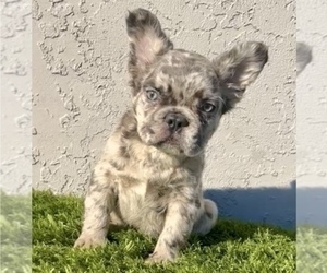 French Bulldog Puppy for sale in WASHINGTON, DC, USA