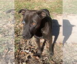 Small #1 Labrador Retriever Mix