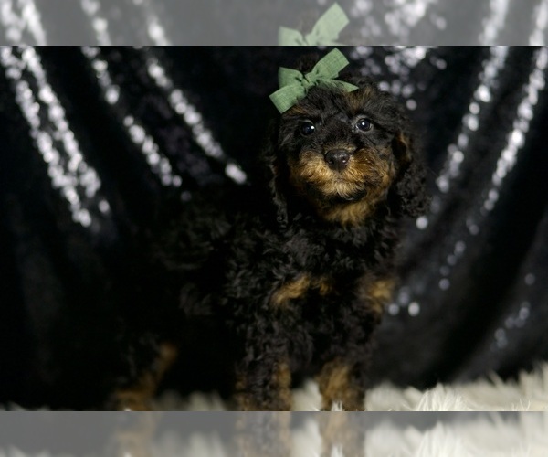 Medium Photo #3 Poodle (Miniature) Puppy For Sale in WARSAW, IN, USA