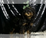Small #2 Poodle (Miniature)