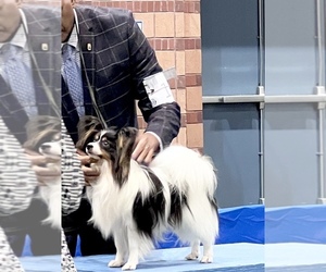 Father of the Papillon puppies born on 03/12/2025