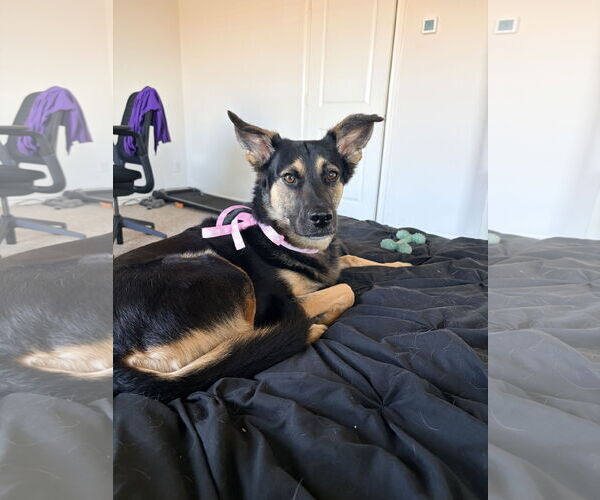 Medium Photo #2 Australian Shepherd Puppy For Sale in Dallas, TX, USA