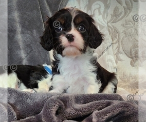 Cavalier King Charles Spaniel Puppy for sale in BOONVILLE, NY, USA