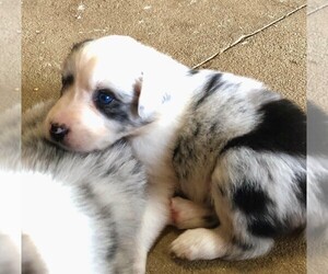 Australian Shepherd Puppy for sale in LANDRUM, SC, USA
