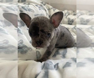 French Bulldog Puppy for sale in FORT MORGAN, CO, USA
