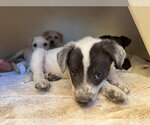 Small Brittany-Dachshund Mix
