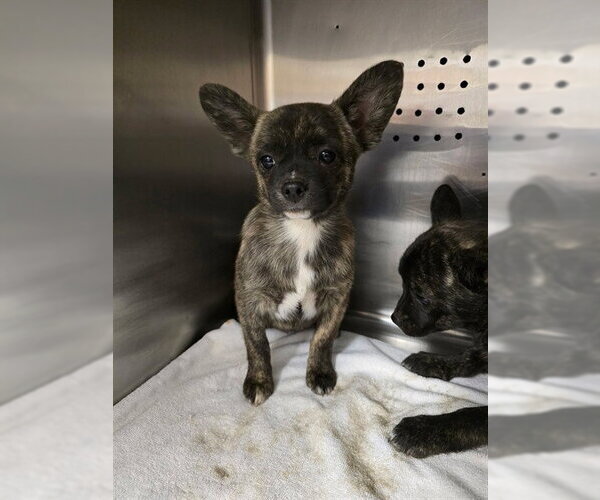 Medium Photo #1 Mutt Puppy For Sale in Rancho Cucamonga, CA, USA
