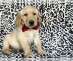 Small Photo #4 Golden Labrador Puppy For Sale in LANCASTER, PA, USA