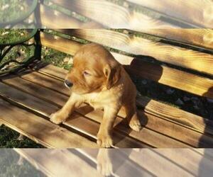 Golden Retriever Puppy for sale in LEON, KS, USA