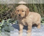 Puppy Misty Golden Retriever