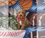Small Photo #2 Cavapoo Puppy For Sale in STEVENS, PA, USA