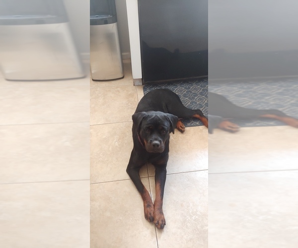Medium Photo #1 Rottweiler Puppy For Sale in PEORIA, AZ, USA