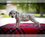 Small Photo #2 Dalmatian Puppy For Sale in WILLIAMSBURG, OH, USA