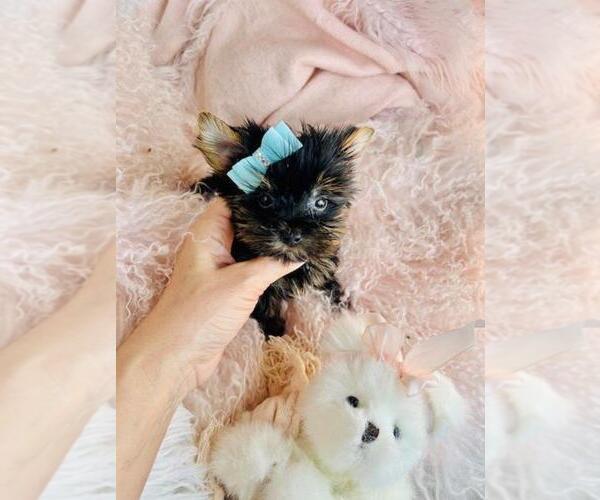 Medium Photo #2 Yorkshire Terrier Puppy For Sale in JACKSONVILLE, FL, USA