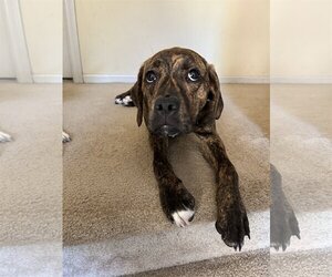 Boxer-Plott Hound Mix Dogs for adoption in Dumont, NJ, USA