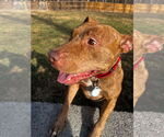 Small #2 American Pit Bull Terrier Mix