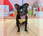 Small #1 Staffordshire Bull Terrier