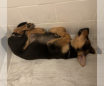 Small #15 German Shepherd Dog Mix