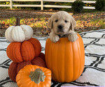 Puppy Maggie Golden Retriever