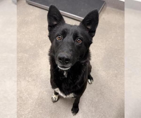 Medium Photo #1 Border Collie-Unknown Mix Puppy For Sale in HESPERIA, CA, USA