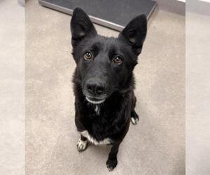 Border Collie-Unknown Mix Dogs for adoption in HESPERIA, CA, USA