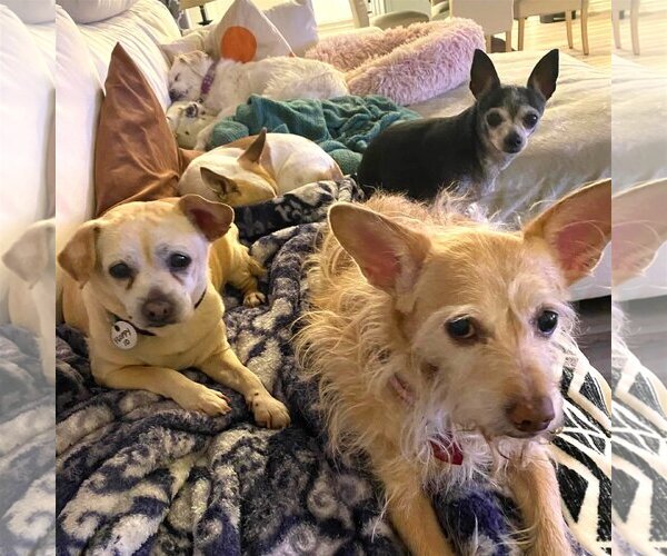 Medium Photo #10 Chihuahua Puppy For Sale in  Ramona, CA, USA