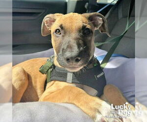 Labrador Retriever-Unknown Mix Dogs for adoption in Washington, DC, USA