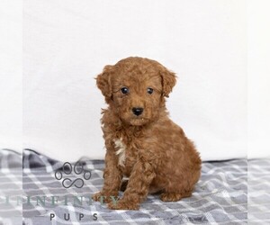 Poodle (Miniature) Puppy for sale in GAP, PA, USA
