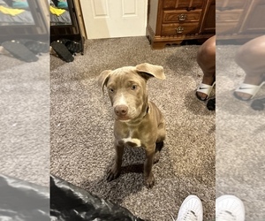 Bullboxer Pit Puppy for sale in KANSAS CITY, KS, USA