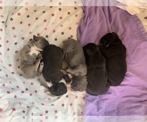 French Bulldog Puppy for sale in CHEHALIS, WA, USA