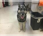 Small German Shepherd Dog Mix