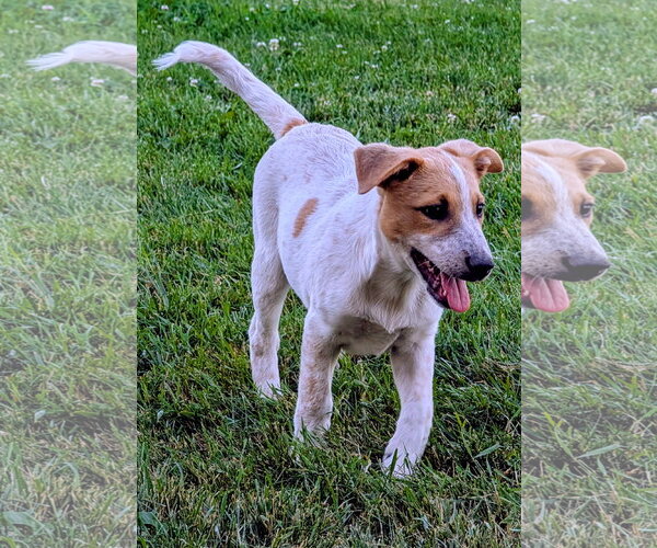 Medium Photo #9 Mutt Puppy For Sale in Sandy, UT, USA