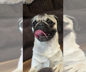 Father of the Pug puppies born on 09/24/2026