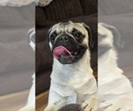 Small Photo #1 Pug Puppy For Sale in CHEYENNE, WY, USA