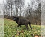 Small Photo #4 Huskies -Labrador Retriever Mix Puppy For Sale in Columbus, IN, USA