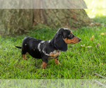 Small Photo #12 Dachshund Puppy For Sale in BREMEN, IN, USA