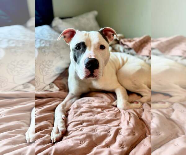 Medium Photo #1 Mutt Puppy For Sale in Des Moines, IA, USA